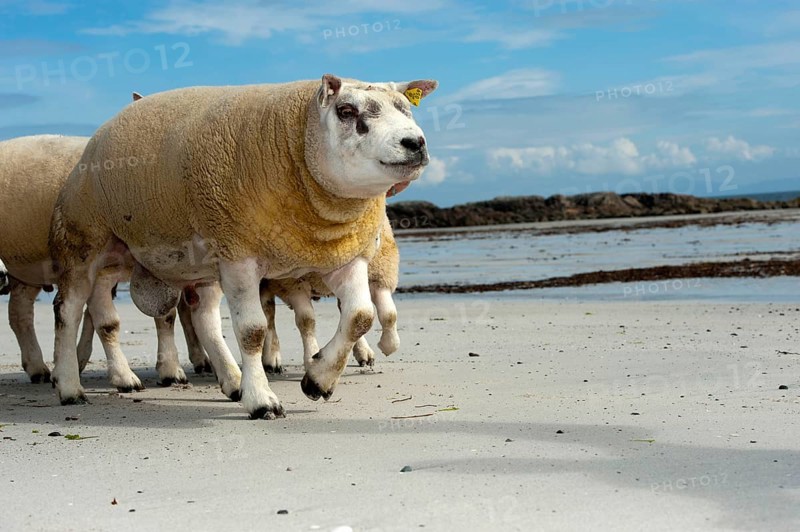 Domestic Sheep