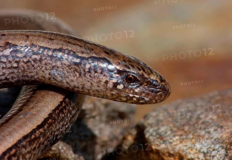 Slow worm