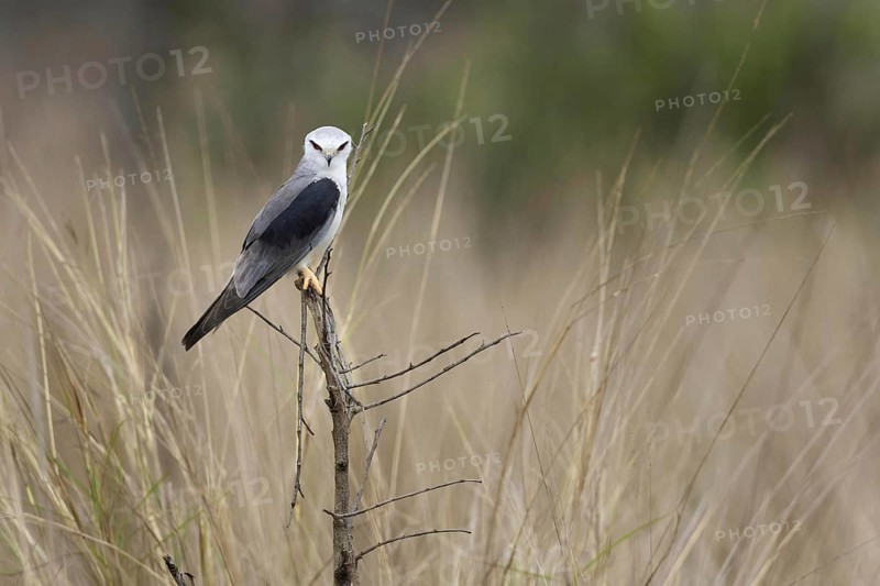 Adult Black Kite