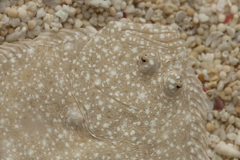 Turbot