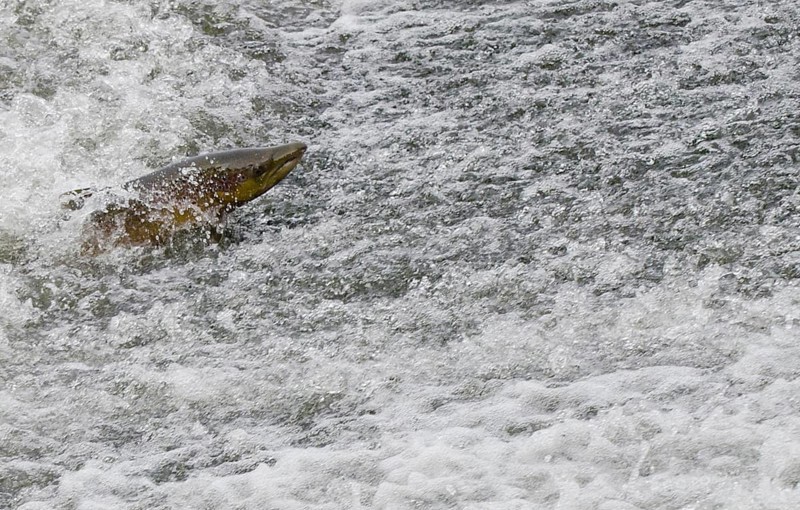 Atlantic salmon