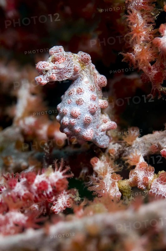 Pygmy seahorse