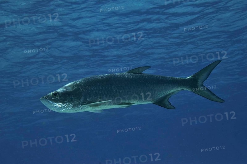 Megalops atlantica