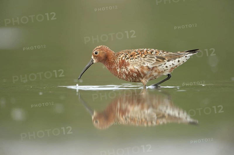 Curlew Sandpiper