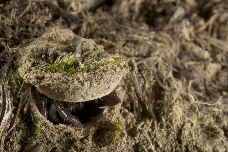 Moggridge's Trapdoor Spider