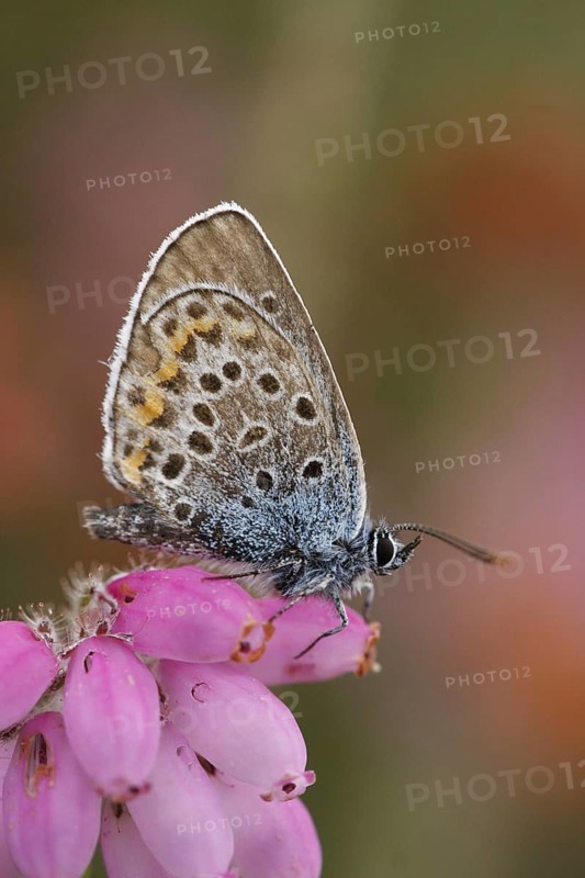 Silver-studded Blue