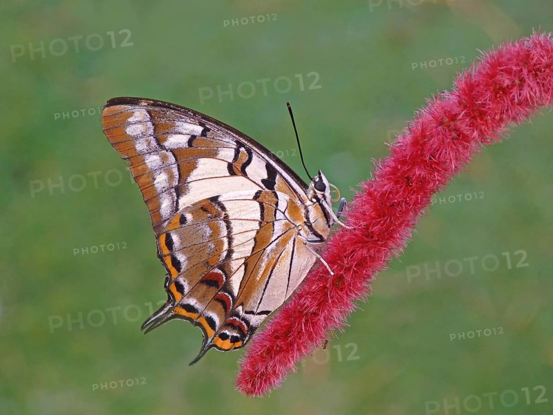 Tailed nawab