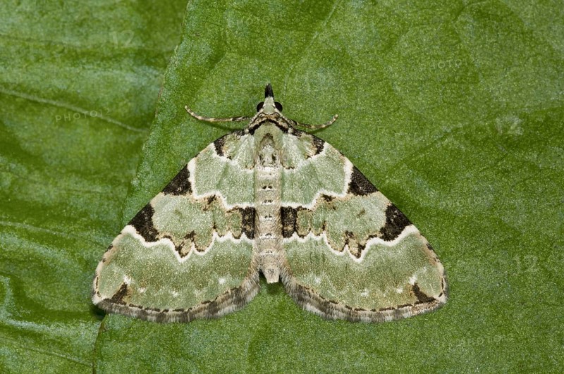 Green Carpet