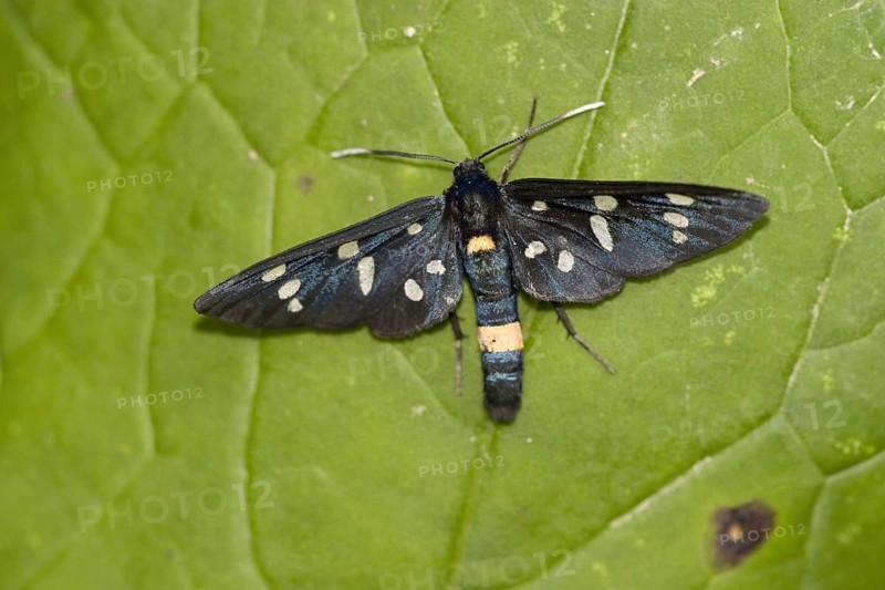 Syntomis phegea