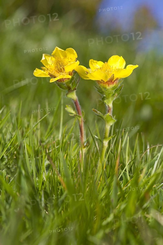 Pyrenean Avens