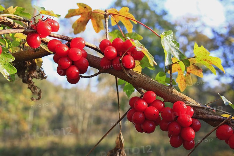 Black Bryony