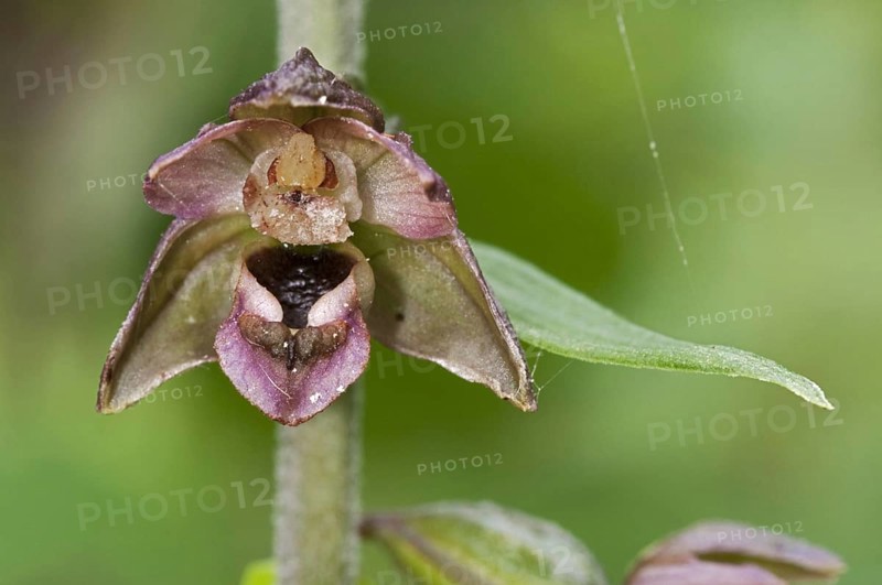 Broad-leaved Helleborine close-up of flower