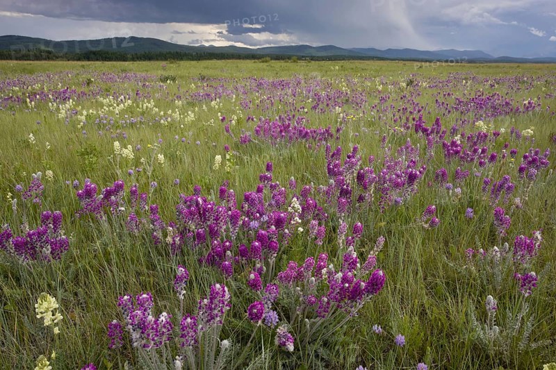 Showy Locoweed