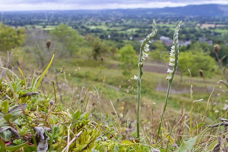 Autumn Lady's-tresses