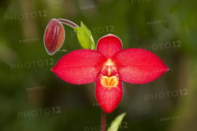 Phragmipedium Jason fisherman