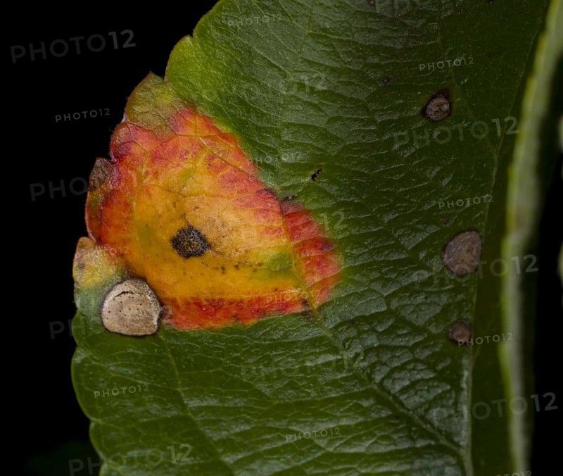 Cultivated Apple