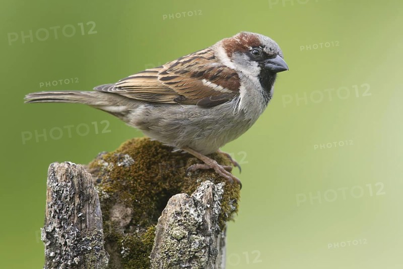 House sparrow