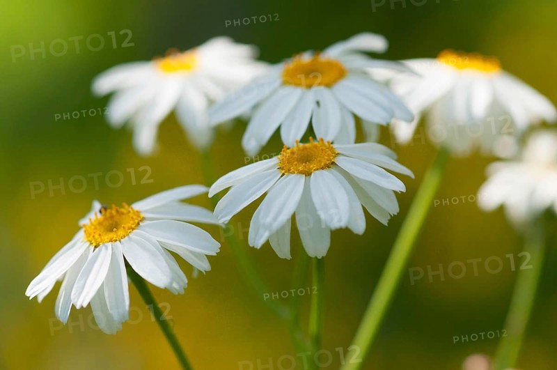 (Tanacetum corymbosum)
