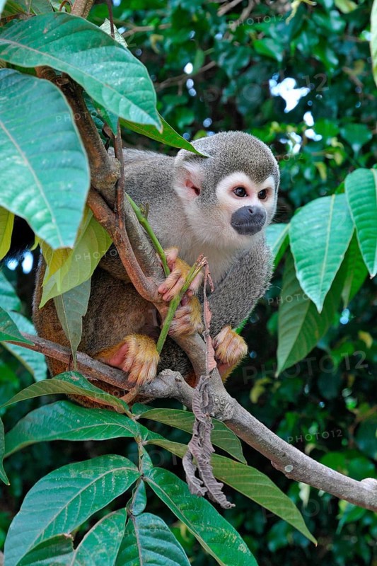 Common squirrel monkey