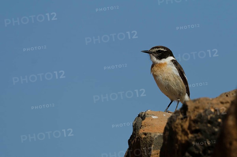 Canary Islands Wheatear