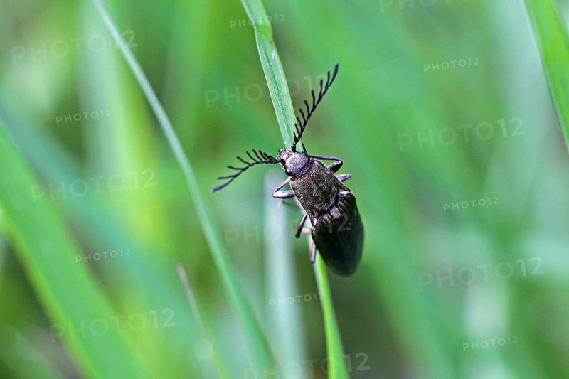 Metallic bark click beetle