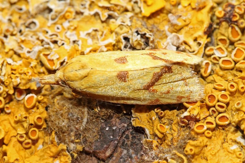 Hook-marked straw moth