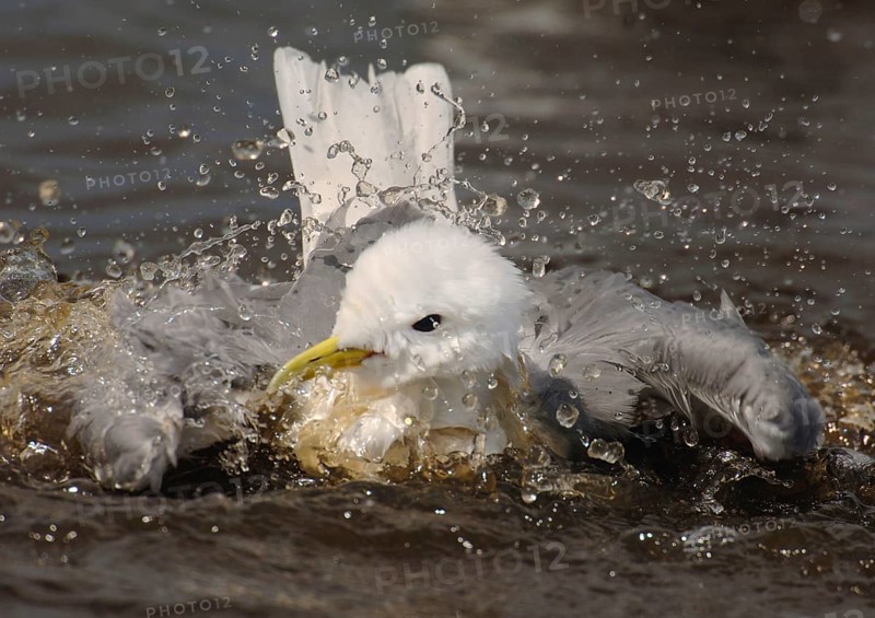 Kittiwake