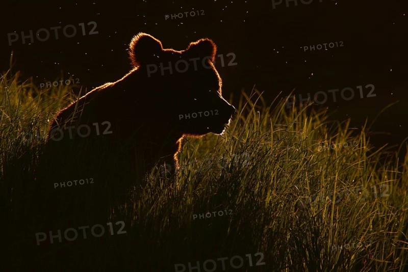 Grizzly Bear