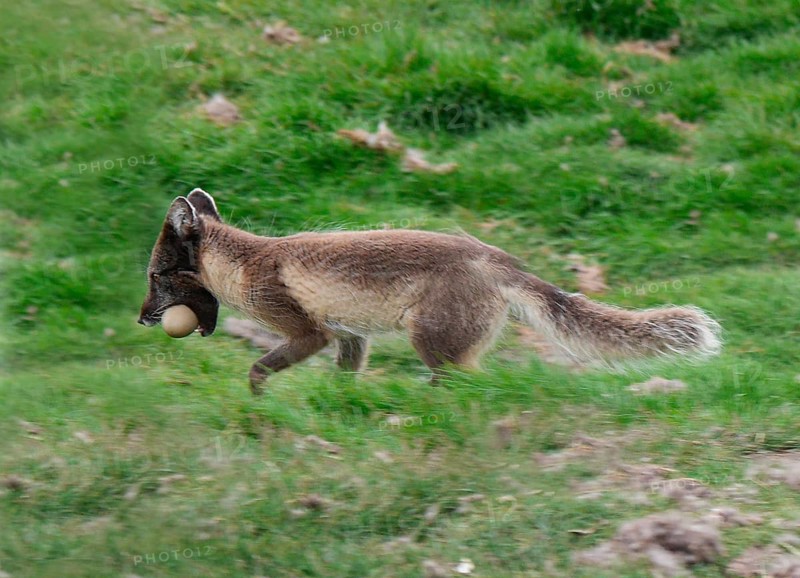 Arctic Fox