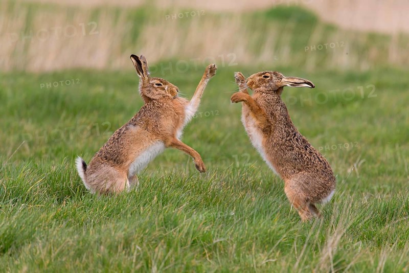 European Hare