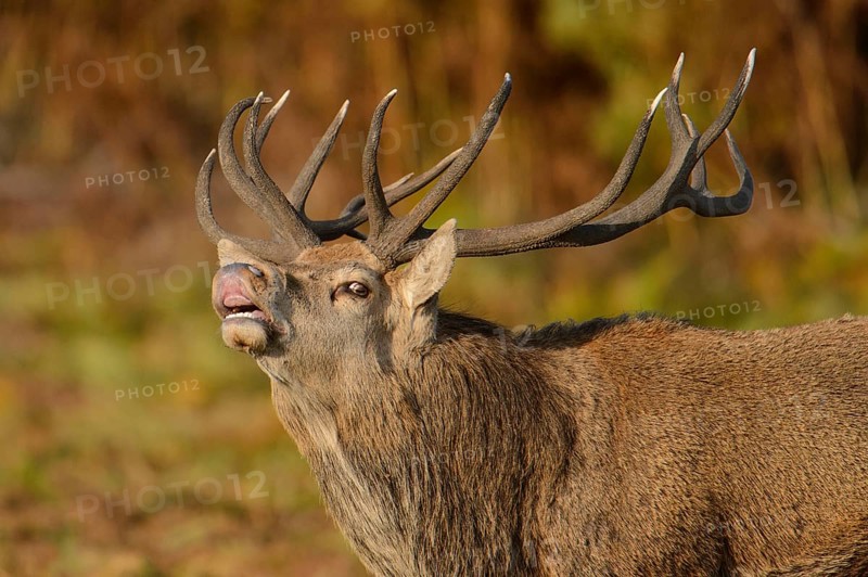 Red Deer
