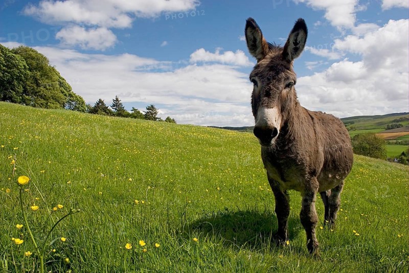 Donkey