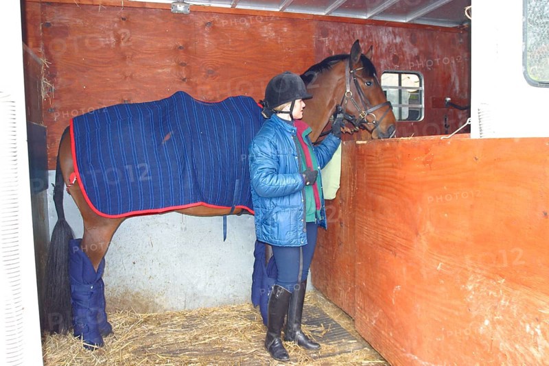 Horse Horse in the horsebox compartment