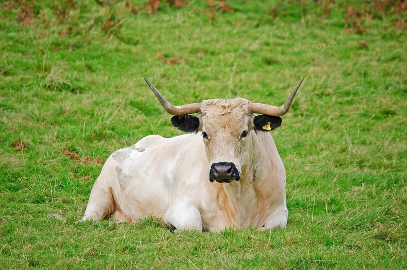 Domestic Cattle