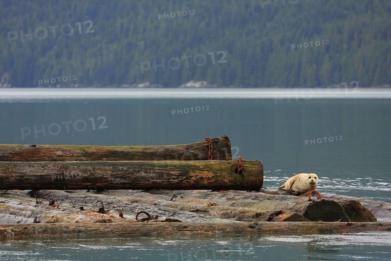 Pacific Common Seal