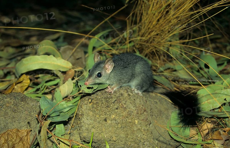 Brush-tailed phascogale