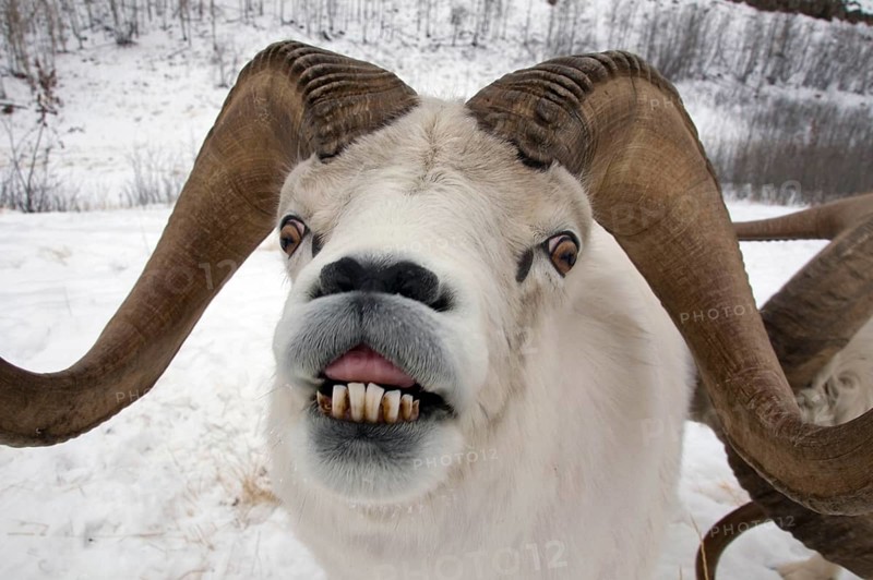 Dall dall sheep