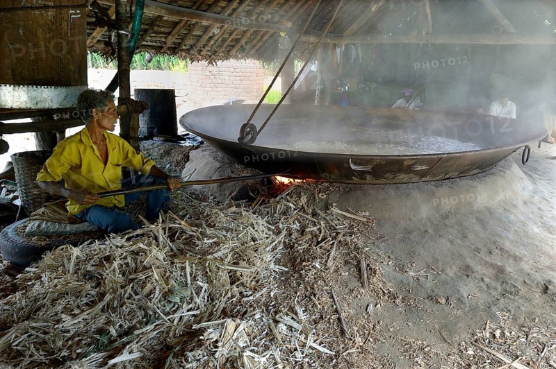Sugar cane