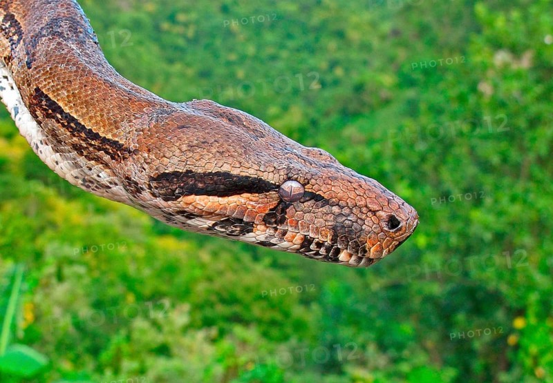 Boa constrictor