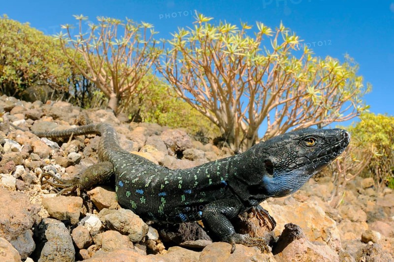 Western canaries lizard