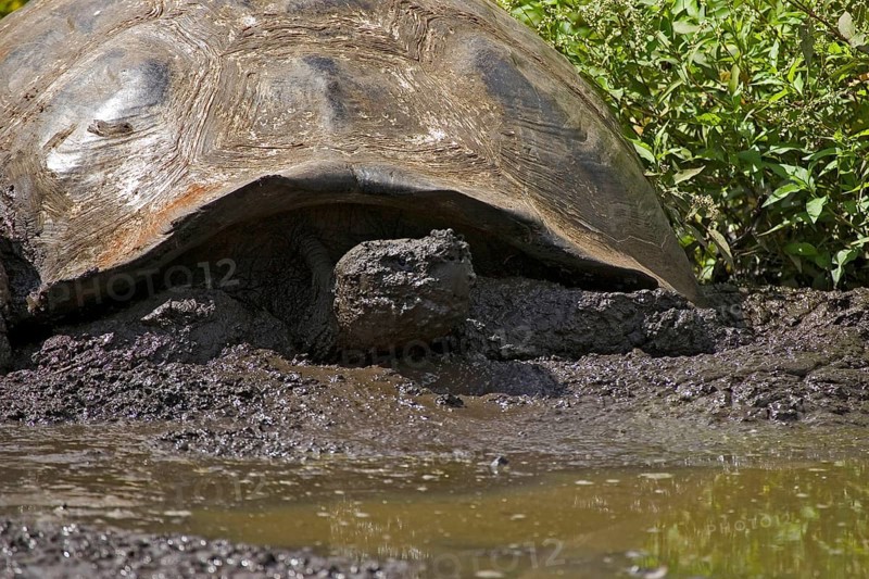 Testudo elephantopus porteri porteri porteri