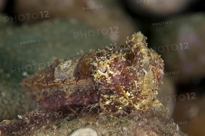 Cuttlefish