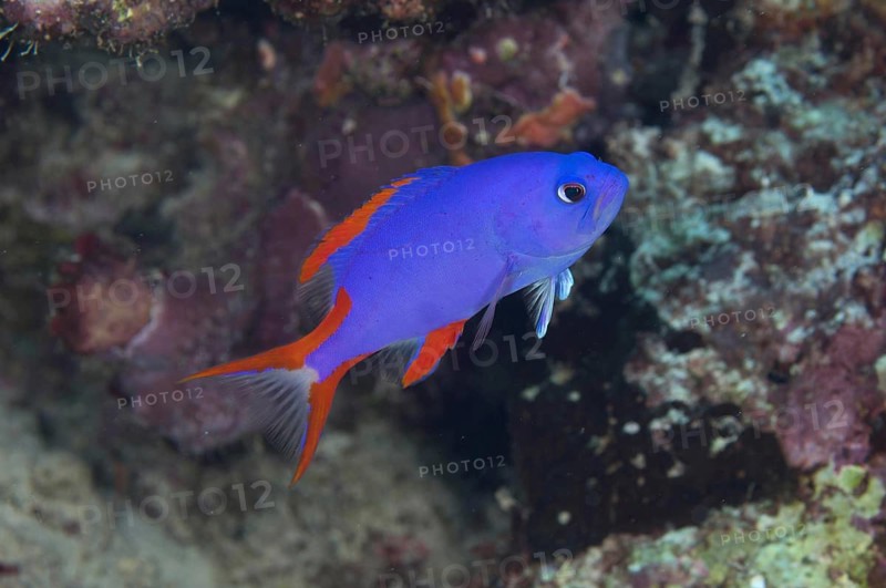 Window Grouper