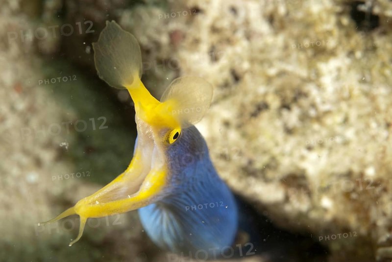 Nose moray eel