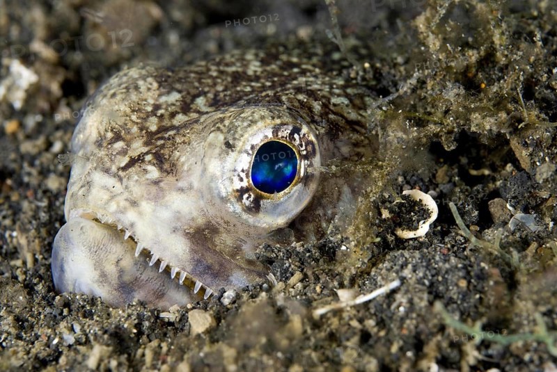 Painted Lizardfish