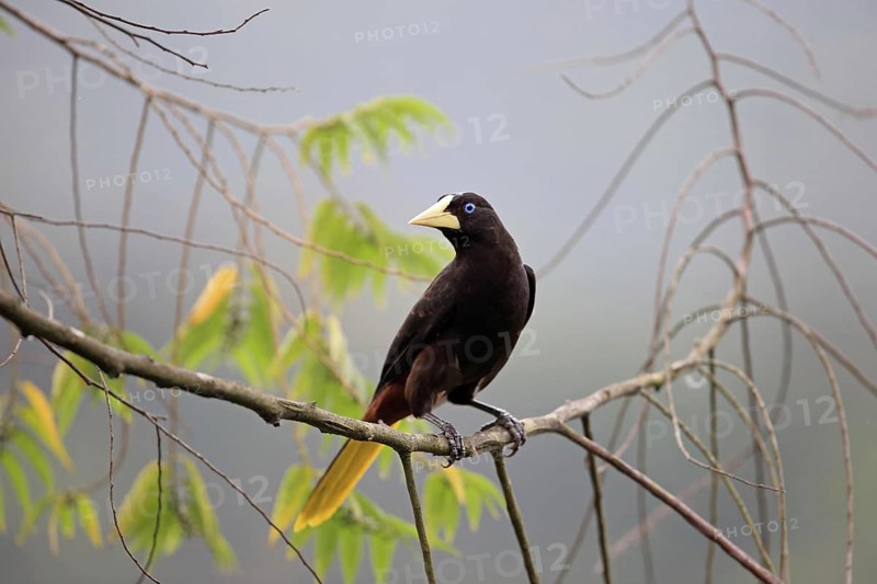 Crested Oropendola