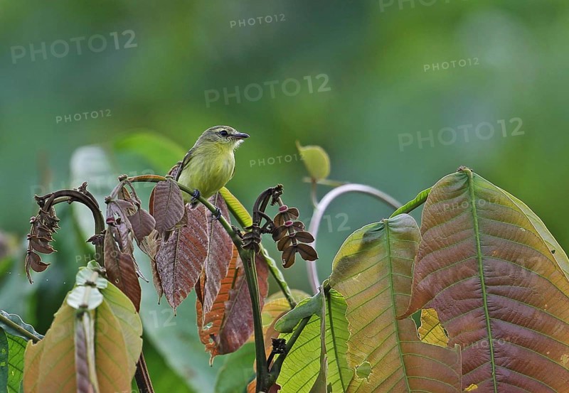 Yellow Tyrannulet