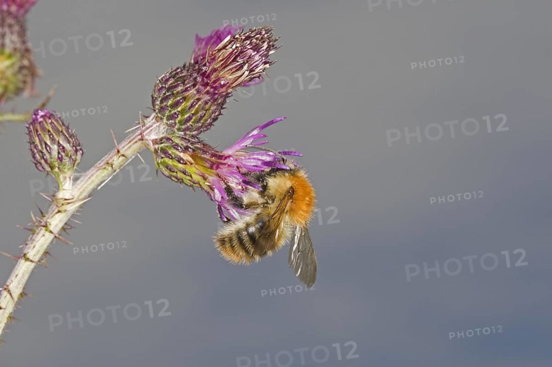 Common card bumblebee