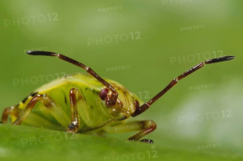 Birch shieldbugs