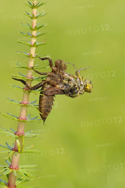 Broad-bodied Chaser adult